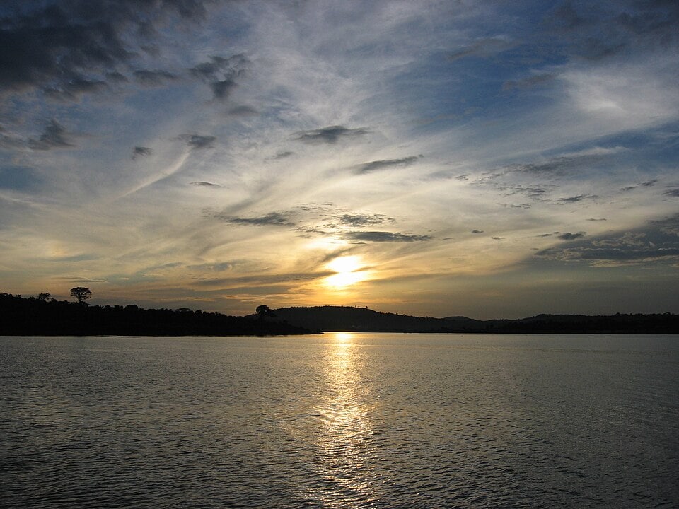By 1998, water hyacinth covered an estimated 20,000 hectares of Lake Victoria, about 77 square miles. (Wikimedia Commons)