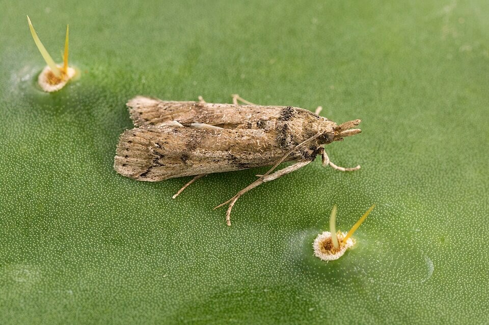 An adult female Cactoblastis cactorum resting on a prickly pear cactus pad. (Wikimedia Commons) An adult female Cactoblastis cactorum resting on a prickly pear cactus pad. (Wikimedia Commons)