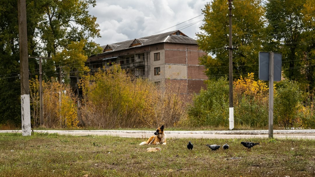 Researchers identified 15 family groups among 302 free-roaming dogs in the Chernobyl region. Although relatives were found across locations, dogs near the power plant, in Chernobyl City and in Slavutych had distinct genetic profiles. The findings describe population structure, not radiation-caused mutations or adaptations. (Wikimedia Commons)