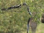 A rat snake threatens baya weaver nests. (ARUN KHANNA)