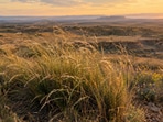 A grass brought in to stop erosion: One strain was planted on about 2 million acres in Oklahoma and northwestern Texas.