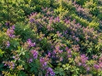 A fix that grew bigger than planned: Bicolor lespedeza, once planted to hold soil in place, now grows across an estimated 115,550 forest acres.