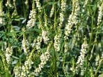 White sweetclover, a legume that was likely introduced in Alaska in 1916 during roadside revegetation.