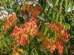 Tree-of-heaven arrived in Pennsylvania in 1784 as an ornamental plant and has since spread across much of the country.