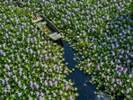 What began as a garden favorite ended up clogging rivers and lakes.