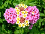 Lantana, first brought to India as an ornamental shrub, now covers over 13 million hectares.