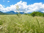 A grass from South Africa, now a major plant across parts of Arizona.