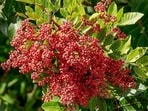 Known for its bright red berries, Brazilian pepper was introduced to Florida as an ornamental plant.