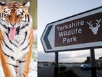A man died after entering a tiger enclosure at Yorkshire Wildlife Park, prompting closure and a police investigation.