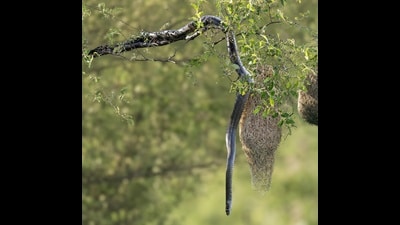A rat snake threatens baya weaver nests. (ARUN KHANNA) A rat snake threatens baya weaver nests. (ARUN KHANNA)