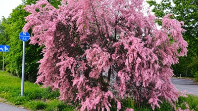 Once planted to meet practical needs, saltcedar spread widely across Western floodplains.