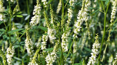 White sweetclover, a legume that was likely introduced in Alaska in 1916 during roadside revegetation. (Wikimedia Commons) White sweetclover, a legume that was likely introduced in Alaska in 1916 during roadside revegetation. (Wikimedia Commons)