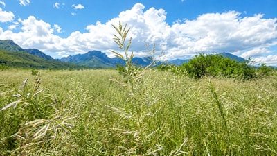 A grass from South Africa, now a major plant across parts of Arizona. (Wikimedia Commons) A grass from South Africa, now a major plant across parts of Arizona. (Wikimedia Commons)
