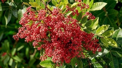 Known for its bright red berries, Brazilian pepper was introduced to Florida as an ornamental plant. (Wikimedia Commons)