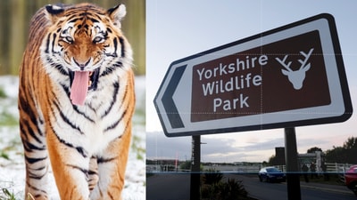 A man died after entering a tiger enclosure at Yorkshire Wildlife Park, prompting closure and a police investigation. (Danny Lawson/PA via AP(L), Annabel Lee-Ellis/PA via AP(R)) A man died after entering a tiger enclosure at Yorkshire Wildlife Park, prompting closure and a police investigation. (Danny Lawson/PA via AP(L), Annabel Lee-Ellis/PA via AP(R))