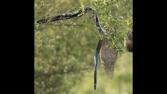 A rat snake threatens baya weaver nests. (ARUN KHANNA)