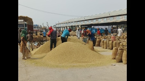 Harvesting is 45–50% complete in Haryana’s rice bowl — Kurukshetra, Kaithal, Karnal, Ambala and Yamunanagar — while late sowing has slowed progress in Fatehabad and Sirsa.