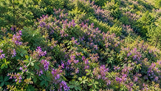 A fix that grew bigger than planned: Bicolor lespedeza, once planted to hold soil in place, now grows across an estimated 115,550 forest acres.