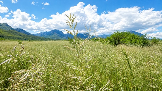 A grass from South Africa, now a major plant across parts of Arizona.