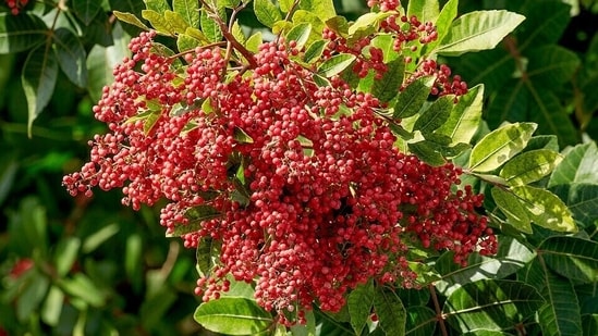 Known for its bright red berries, Brazilian pepper was introduced to Florida as an ornamental plant.