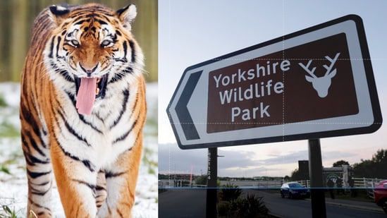 A man died after entering a tiger enclosure at Yorkshire Wildlife Park, prompting closure and a police investigation.