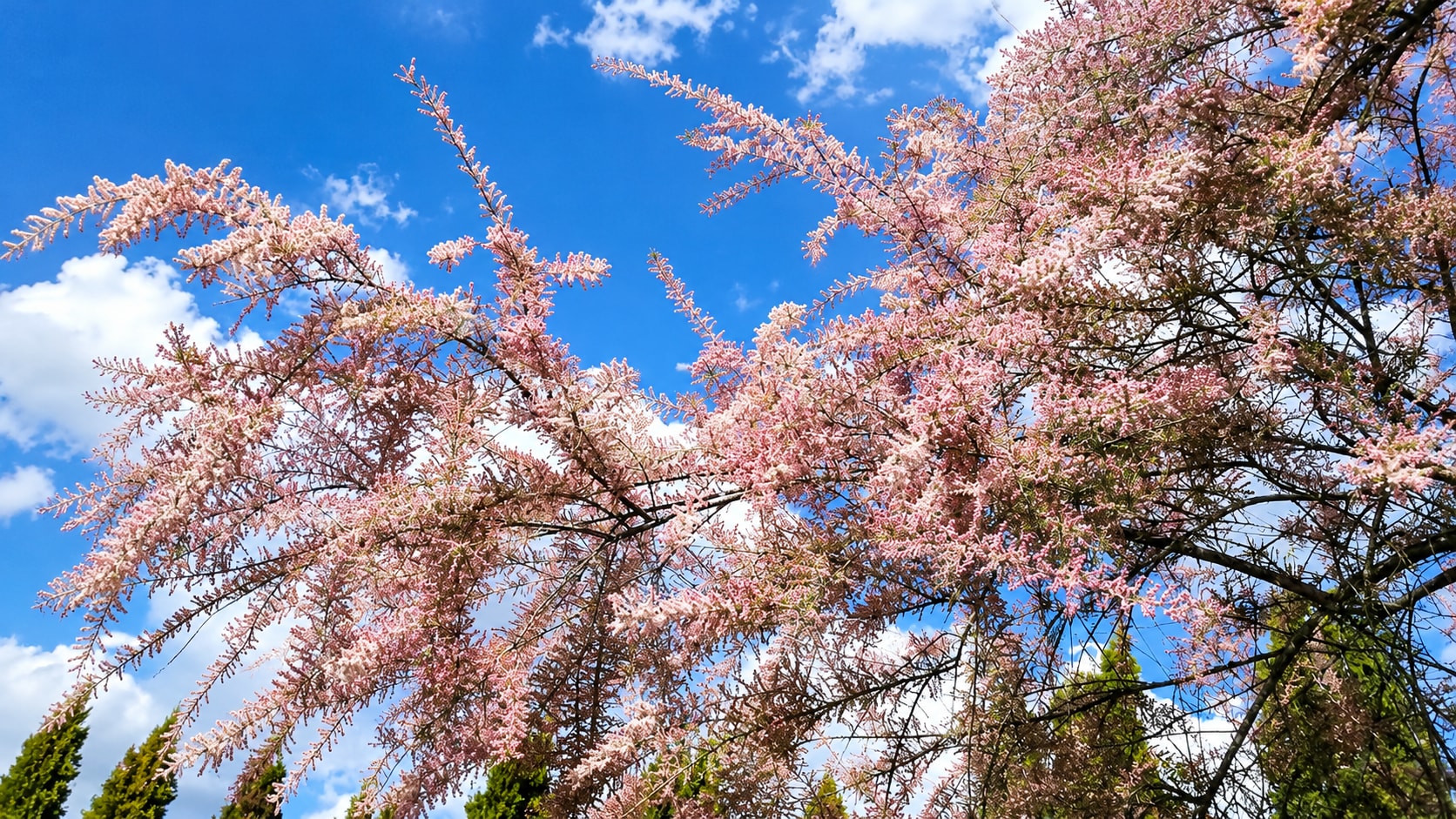 A shrub once recommended for shade and wind protection, now a source of long-running debate. (Wikimedia Commons) A shrub once recommended for shade and wind protection, now a source of long-running debate. (Wikimedia Commons)