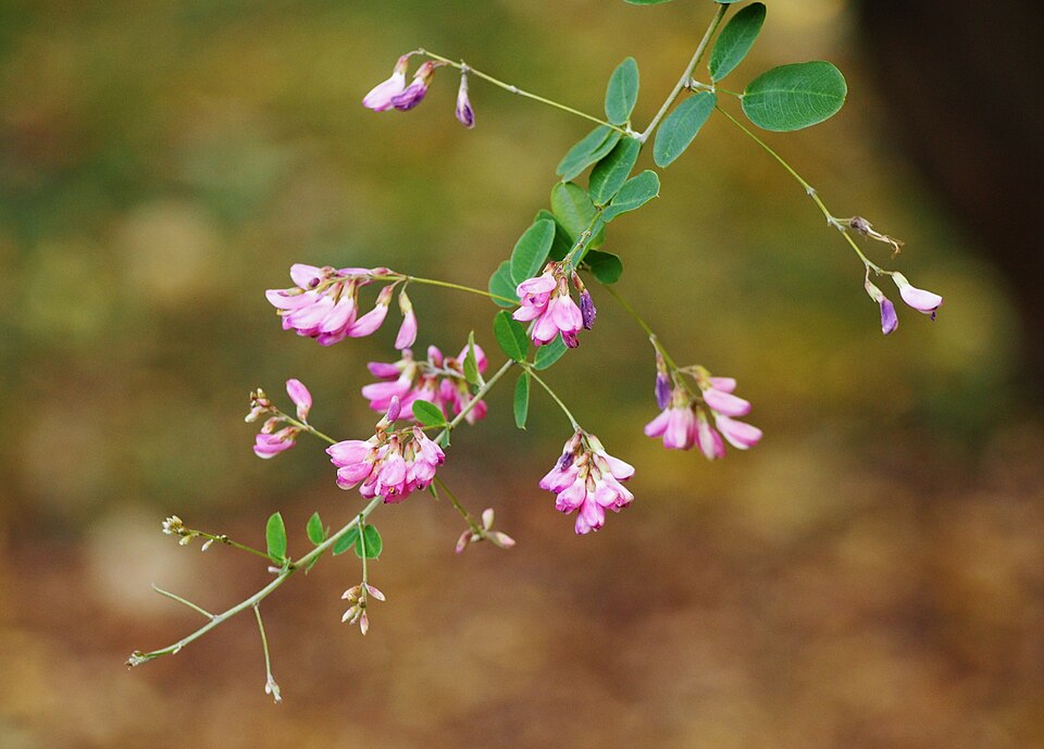 By 1950, there were more than 50 million bicolor lespedeza seedlings in the US. (Wikimedia Commons)
