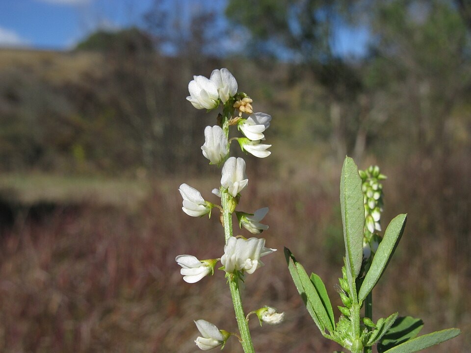 Seeds from sweetclover growing near roads can reach rivers, where floods may carry them farther downstream. (Wikimedia Commons) Seeds from sweetclover growing near roads can reach rivers, where floods may carry them farther downstream. (Wikimedia Commons)