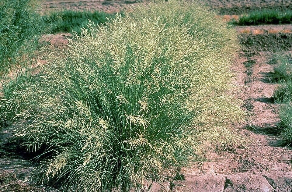 Planted to protect the soil, weeping lovegrass has left scientists asking what it did to the plants around it. (Wikimedia Commons) Planted to protect the soil, weeping lovegrass has left scientists asking what it did to the plants around it. (Wikimedia Commons)