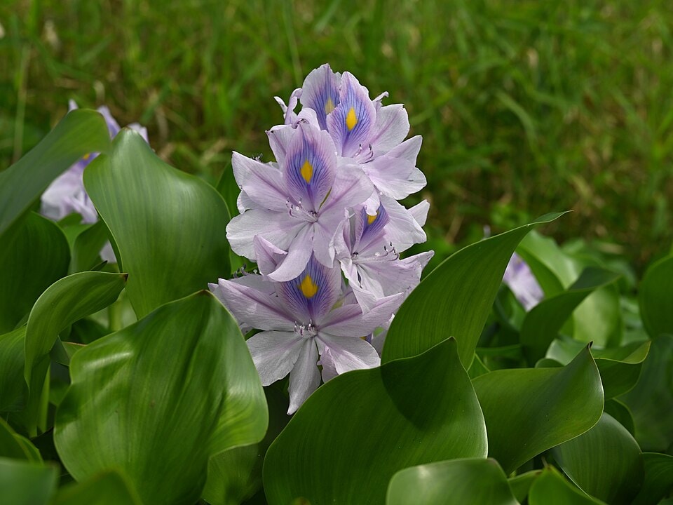 Careful management has cut water hyacinth in Florida to approximately 2,000 acres statewide. (Wikimedia Commons) Careful management has cut water hyacinth in Florida to approximately 2,000 acres statewide. (Wikimedia Commons)