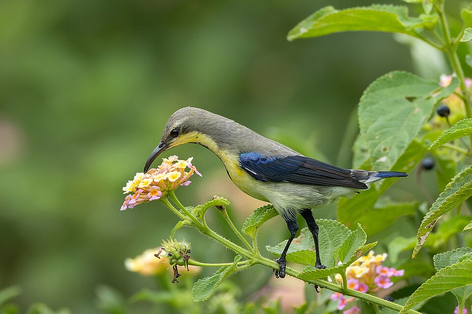 A male purple sunbird in non-breeding plumage feeding on lantana. (Wikimedia Commons) A male purple sunbird in non-breeding plumage feeding on lantana. (Wikimedia Commons)