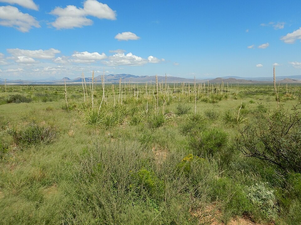 Lehmann lovegrass has replaced native grasses such as Arizona cottontop, threeawn, and grama grasses over much of one Arizona research range. (Wikimedia Commons) Lehmann lovegrass has replaced native grasses such as Arizona cottontop, threeawn, and grama grasses over much of one Arizona research range. (Wikimedia Commons)