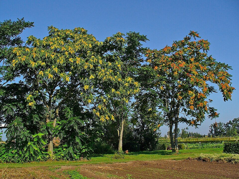 Tree-of-heaven is among the fastest-growing trees in North America. A single tree may produce more than 325,000 seeds in a year. (Wikimedia Commons)