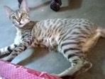 We scrambled up and restarted the search inside the house. Opening a tightly shut cupboard, we found her. There sat Imli behind a stack of sarees, leisurely yawning. She hopped out, stretched lazily, and settled into her queenly pose, waiting to be served her late dinner.
