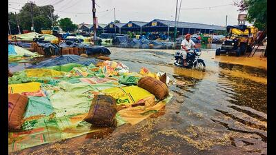 The light to moderate rain drenched thousands of metric tonnes of paddy heaps and sacks lying open at purchase centres across the region. (HT)