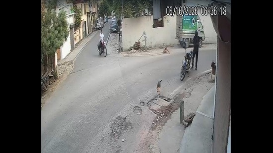 Video grab of the man shooting the dog dead (SOURCED)