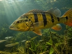 A non-native predator, the peacock bass, can change a lake’s fish community fast. In one Brazilian reservoir, sampled fish density fell by about 95% within three years.