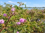 Giant mimosa has been in the Mekong basin since the 1970s and has spread over 30% of its floodplain areas.