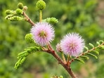 Mimosa (Mimosa pigra) was introduced in the late 1800s as an ornamental curiosity. Today it is a Weed of National Significance.
