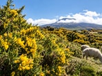 Gorse, a thorny shrub from western Europe, was introduced to Hawaii as sheep forage in the early 1900s and spread after the sheep industry faded.