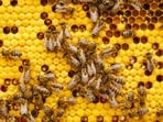 The agitated bees attacked passengers waiting to board the train and then entered the coach as people rushed inside to escape.