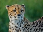 Cub of Namibian cheetah dies in MP's Kuno National Park