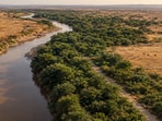 Planted for firewood and soil protection, Prosopis now covers about 12.3% of the Afar Region.(AI-generated/ChatGPT)
