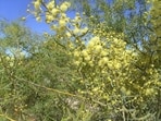 Prickly acacia, once planted for shade, now infests 6.6 million hectares of Australia.(Wikimedia Commons)