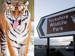 A man died after entering a tiger enclosure at Yorkshire Wildlife Park, prompting closure and a police investigation.