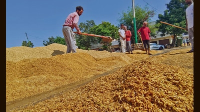 Even payments for procured crops were not being made to farmers on time. (HT PHOTO)