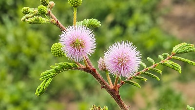 Mimosa (Mimosa pigra) was introduced in the late 1800s as an ornamental curiosity. Today it is a Weed of National Significance.