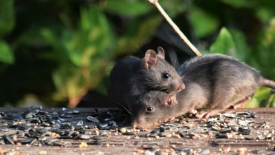 Animal welfare organisations have raised concerns about the proposed shift. (Representational/ Unsplash) Animal welfare organisations have raised concerns about the proposed shift. (Representational/ Unsplash)