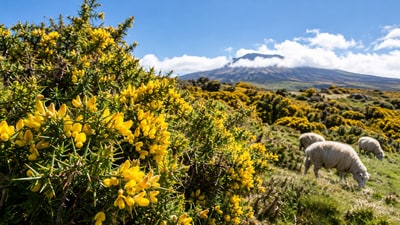 Gorse, a thorny shrub from western Europe, was introduced to Hawaii as sheep forage in the early 1900s and spread after the sheep industry faded. (AI-generated/ChatGPT) Gorse, a thorny shrub from western Europe, was introduced to Hawaii as sheep forage in the early 1900s and spread after the sheep industry faded. (AI-generated/ChatGPT)