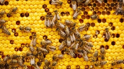 The agitated bees attacked passengers waiting to board the train and then entered the coach as people rushed inside to escape. (Representative)
